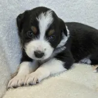 Opal, a female Miniature Australian Shepherd for sale in Pleasant Grove, CA – Photo 3 of 6