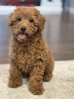 Teddy, a male Poodle - Toy  for sale in Pleasant Grove, CA – Photo 4 of 6