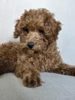 Teddy, a male Poodle - Toy  for sale in Pleasant Grove, CA – Photo 5 of 6
