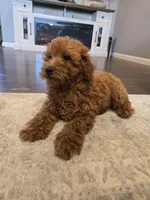 Teddy, a male Poodle - Toy  for sale in Pleasant Grove, CA – Photo 3 of 6