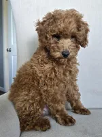 Teddy, a male Poodle - Toy  for sale in Pleasant Grove, CA – Photo 6 of 6