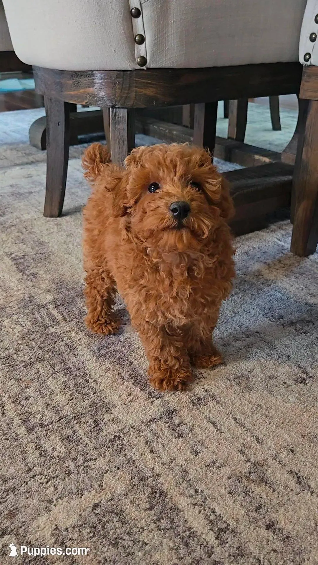 Teddy, a male Poodle - Toy  for sale in Pleasant Grove, CA – Photo 2 of 6