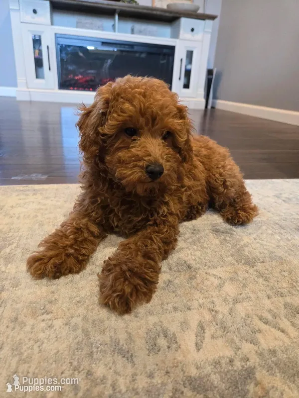 Teddy – Poodle - Toy  puppy for sale in Pleasant Grove, CA
