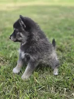 Mars, a female Pomsky for sale in Pleasant Grove, CA – 3 of 3