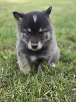 Mars, a female Pomsky for sale in Pleasant Grove, CA – 2 of 3