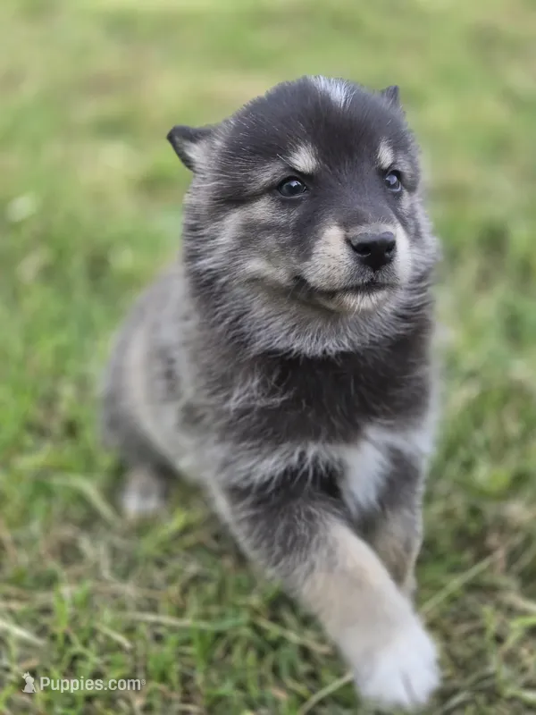 Mars – Pomsky puppy for sale in Pleasant Grove, CA