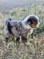 Dixon, a male Miniature Australian Shepherd for sale in Pleasant Grove, CA – 4 of 6