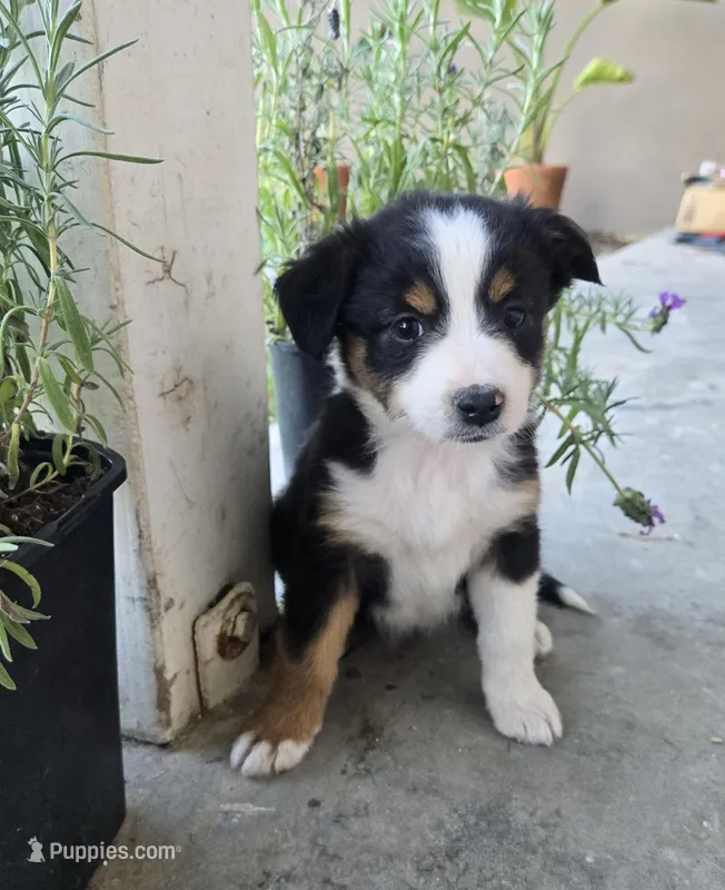 Crystal – Miniature Australian Shepherd puppy for sale in Pleasant Grove, CA