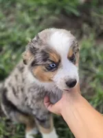 Pebble, a male Miniature Australian Shepherd for sale in Pleasant Grove, CA – 7 of 10