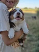 Toby , a male Miniature Australian Shepherd for sale in Pleasant Grove, CA – 2 of 5
