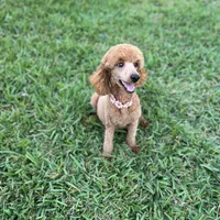 Khloe, a female Poodle - Miniature  for sale in Jacksonville, FL – Photo 2 of 3