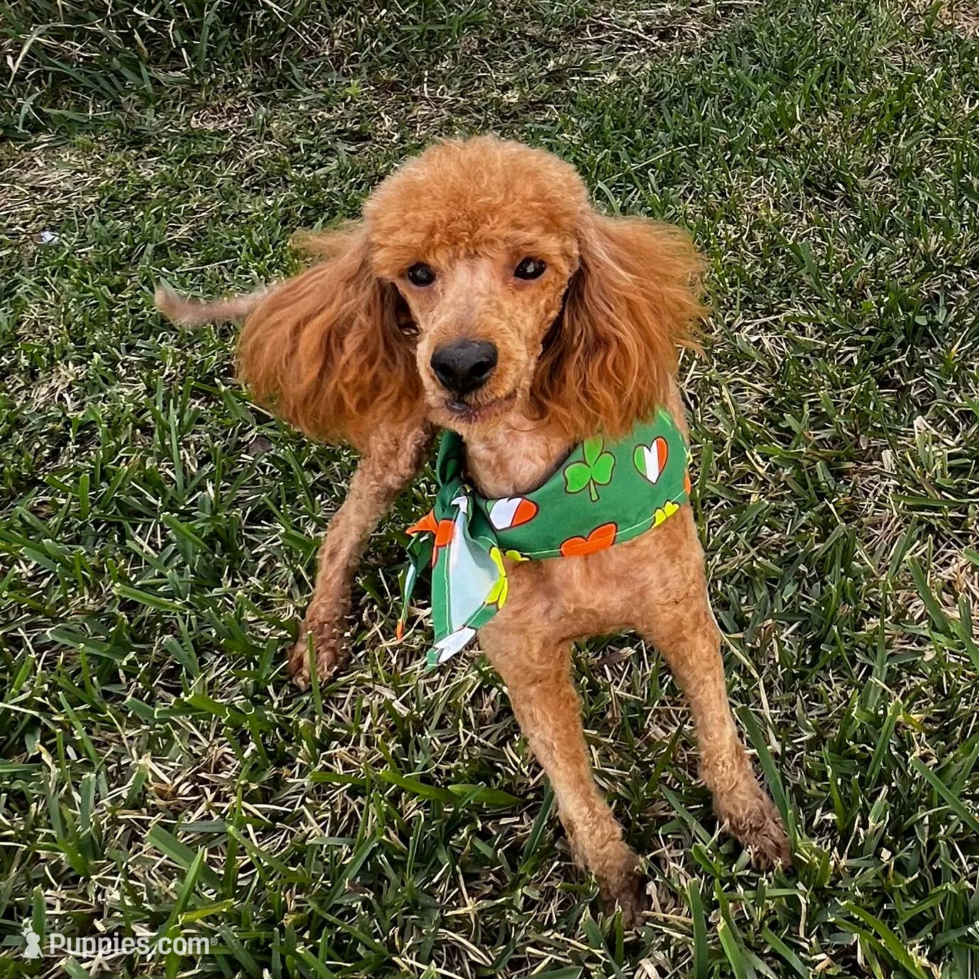 Khloe, a female Poodle - Miniature  for sale in Jacksonville, FL – Photo 3 of 3
