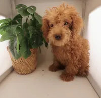 Light Blue Collar Female, a female Poodle - Miniature  for sale in Jacksonville, FL – Photo 2 of 4