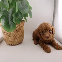 Light Blue Collar Female, a female Poodle - Miniature  for sale in Jacksonville, FL – Photo 3 of 4