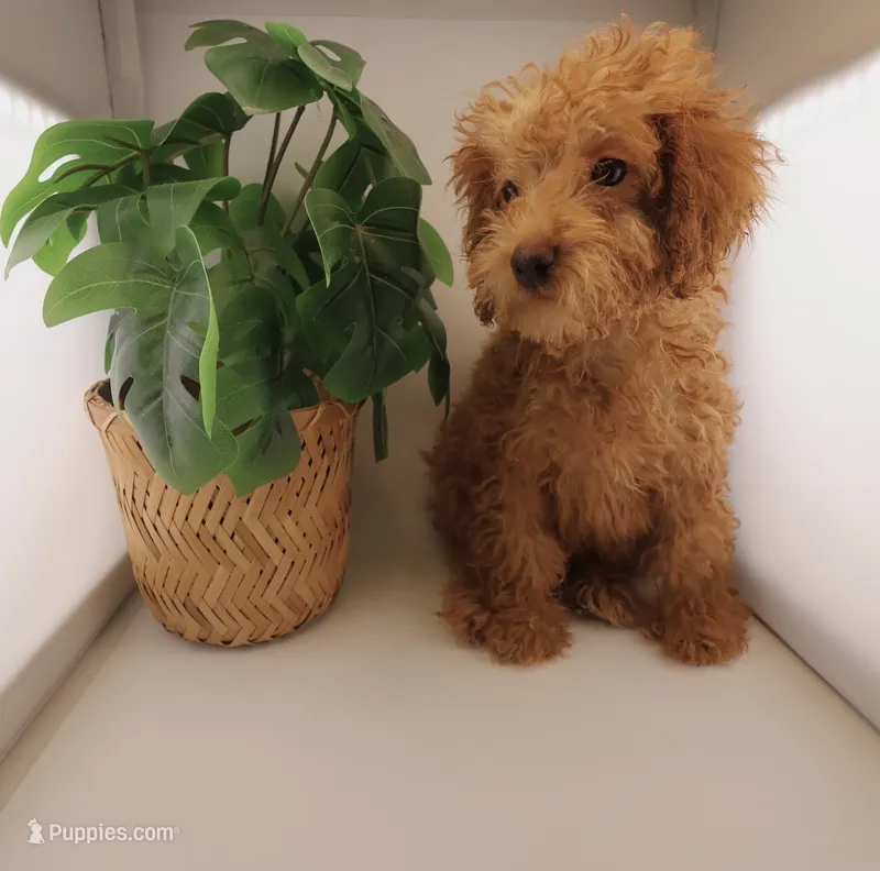 Light Blue Collar Female