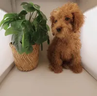 Light Blue Collar Female, a female Poodle - Miniature  for sale in Jacksonville, FL – Photo 1 of 4