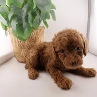 Light Blue Collar Female, a female Poodle - Miniature  for sale in Jacksonville, FL – Photo 4 of 4