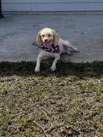 Kingsley, a male Poodle - Miniature  for sale in Jacksonville, FL – Photo 3 of 3