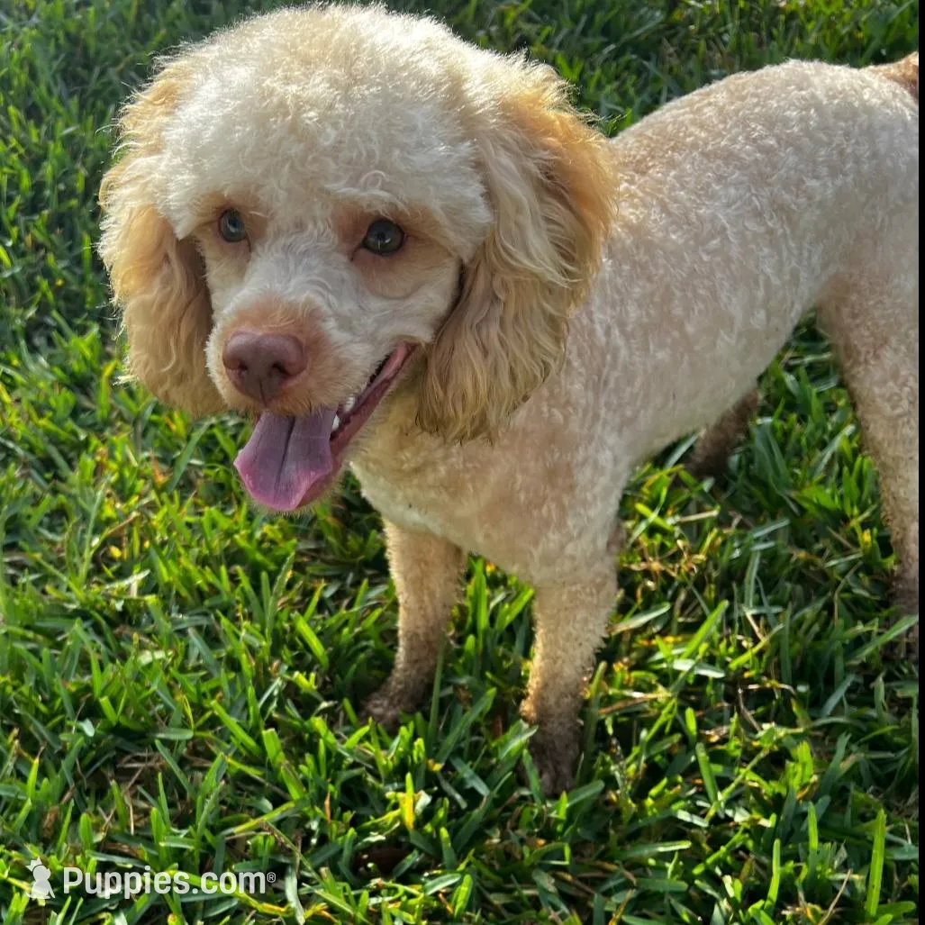 Kingsley, a male Poodle - Miniature  for sale in Jacksonville, FL – Photo 2 of 3