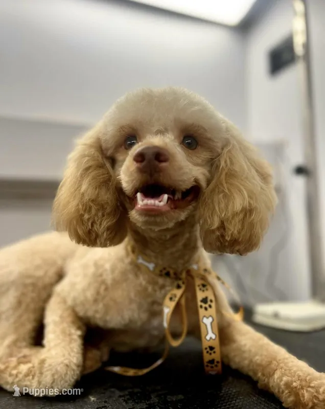 Kingsley – Poodle - Miniature  puppy for sale in Jacksonville, FL