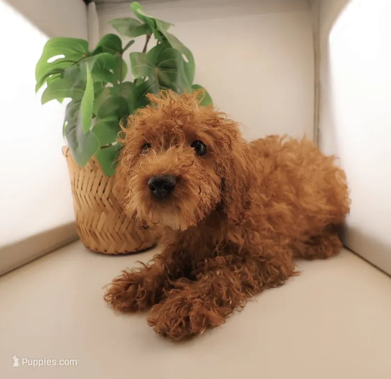 Light Pink Collar Female