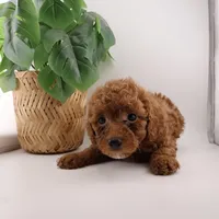 processed/24decea9-f5be-442a-b401-d79a1c61e386/listing/fd3f4785-ffb9-4b41-ba30-94351097250a/d917ea69-c7e7-46de-b3a7-b69b283cef7b