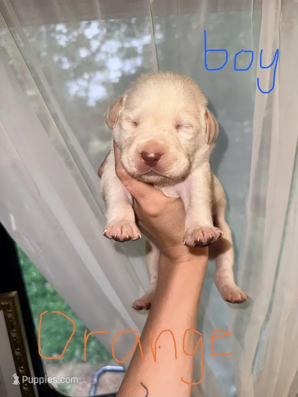 Captain – Labrador Retriever puppy for sale in Calhoun, GA