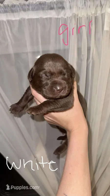 Wanda – Labrador Retriever puppy for sale in Calhoun, GA