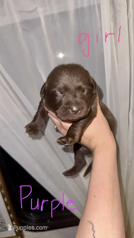 Sue – Labrador Retriever puppy for sale in Calhoun, GA
