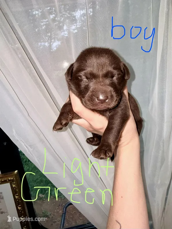 Hulk – Labrador Retriever puppy for sale in Calhoun, GA