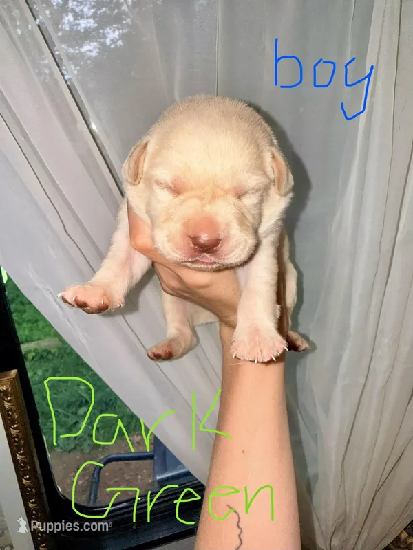 Stark – Labrador Retriever puppy for sale in Calhoun, GA