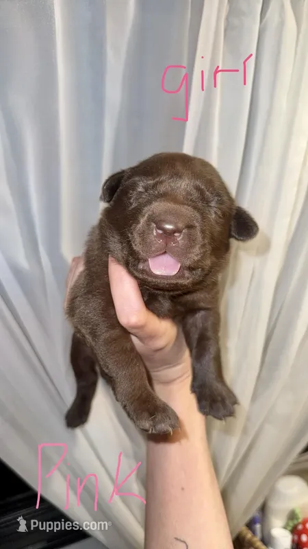 Widow – Labrador Retriever puppy for sale in Calhoun, GA