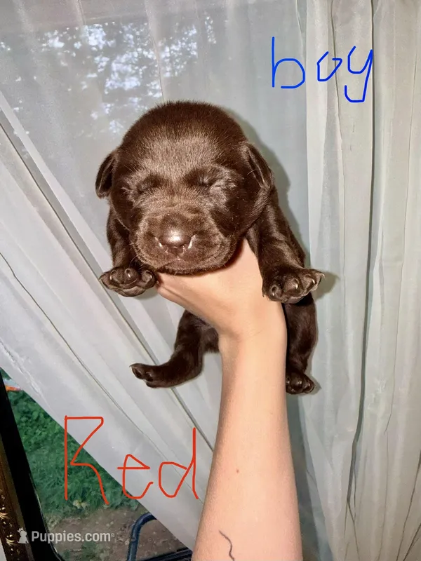 Peter – Labrador Retriever puppy for sale in Calhoun, GA