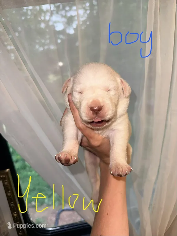 Thor – Labrador Retriever puppy for sale in Calhoun, GA