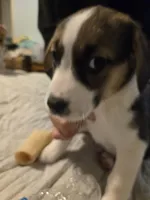 PePe' (le pew), a male Boxer and Alaskan Husky for sale in Stanton, MI – Photo 3 of 4