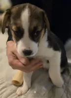 PePe' (le pew), a male Boxer and Alaskan Husky for sale in Stanton, MI – Photo 1 of 4