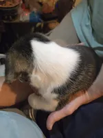 PePe', a male Boxer and Alaskan Husky for sale in Stanton, MI – Photo 2 of 2