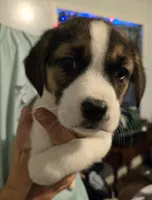 PePe', a male Boxer and Alaskan Husky for sale in Stanton, MI – Photo 1 of 2