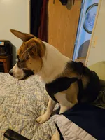 Buddy, a male Boxer and Alaskan Husky for sale in Stanton, MI – 2 of 3