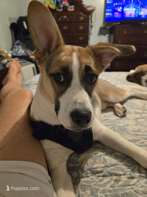 Buddy – Boxer, Alaskan Husky puppy for sale in Stanton, MI