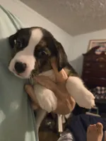 BOO, a male Boxer and Alaskan Husky for sale in Stanton, MI – Photo 2 of 3