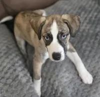GiGi, a female Boxer and Alaskan Husky for sale in Stanton, MI – Photo 2 of 6