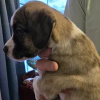 GiGi, a female Boxer and Alaskan Husky for sale in Stanton, MI – Photo 4 of 5