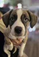 GiGi, a female Boxer and Alaskan Husky for sale in Stanton, MI – Photo 1 of 5