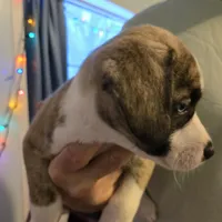 GiGi, a female Boxer and Alaskan Husky for sale in Stanton, MI – Photo 5 of 5