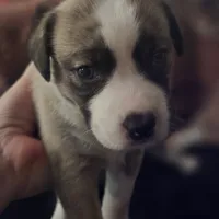 GiGi, a female Boxer and Alaskan Husky for sale in Stanton, MI – Photo 3 of 5