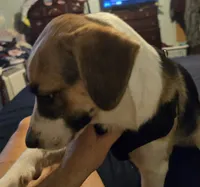 Buddy, a male Boxer and Alaskan Husky for sale in Stanton, MI – 3 of 3