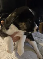 PRESCILLA, a female Boxer and Alaskan Husky for sale in Stanton, MI – Photo 6 of 6