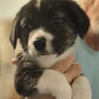 PRESCILLA, a female Boxer and Alaskan Husky for sale in Stanton, MI – Photo 1 of 4