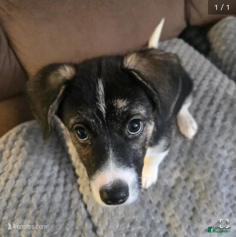 PRESCILLA – Boxer, Alaskan Husky puppy for sale in Stanton, MI